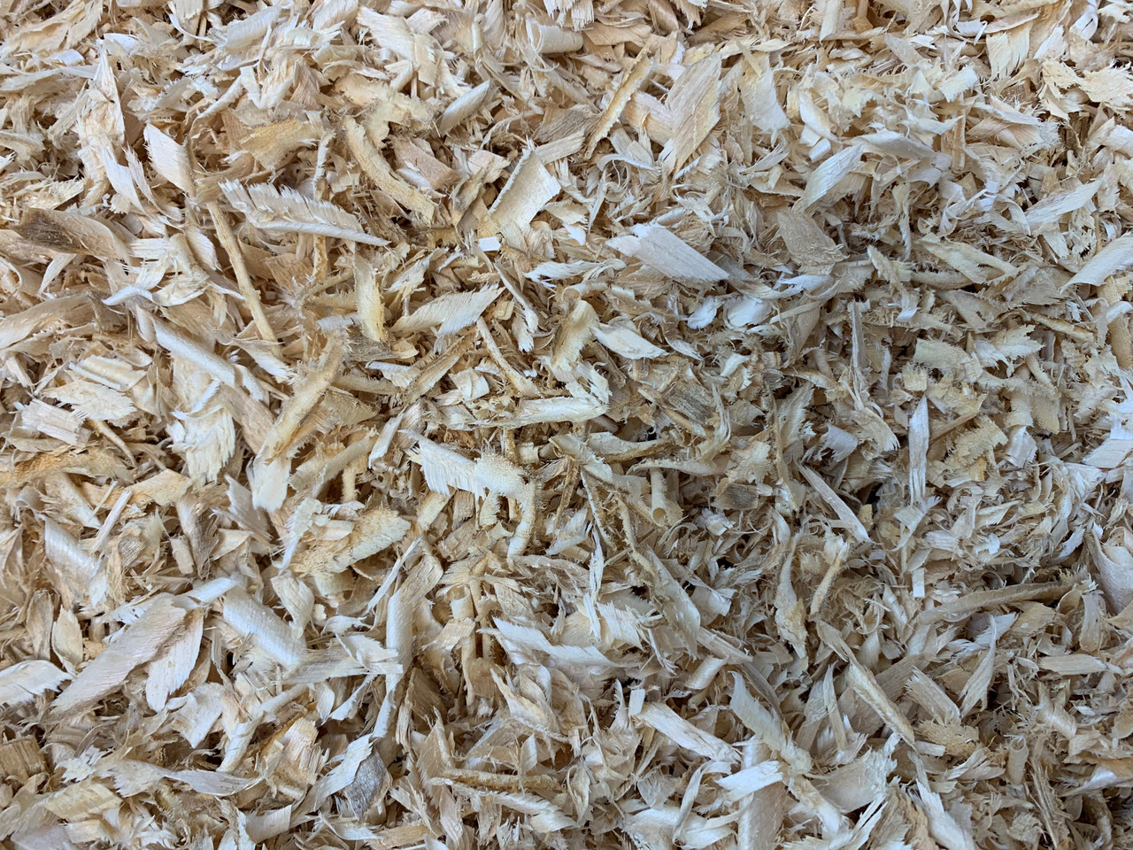 Wood shavings