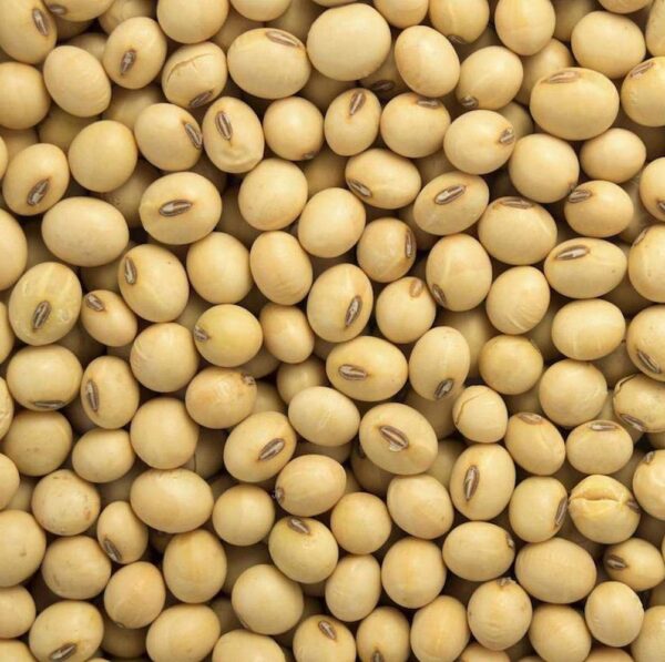 Soybean for sale – Bulk Organic Soya wholesale supplier