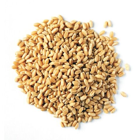 Dried Wheat Grain High Quality soft & hard Wheat Grains