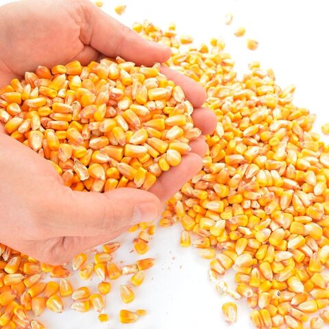 Whole Yellow Corn Maize