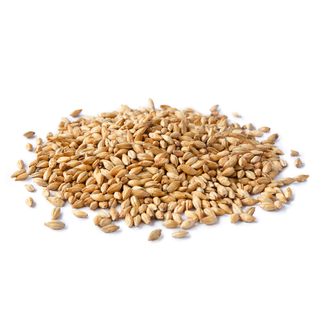 Barley