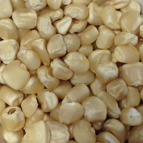 White Maize – Premium Quality | Bulk Supply