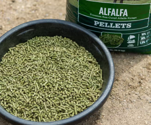 Alfalfa Pellets – Premium Quality Feed